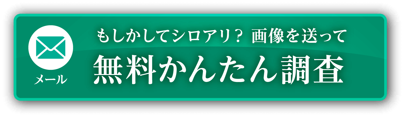 メール もしかしてシロアリ？画像を送って無料かんたん調査